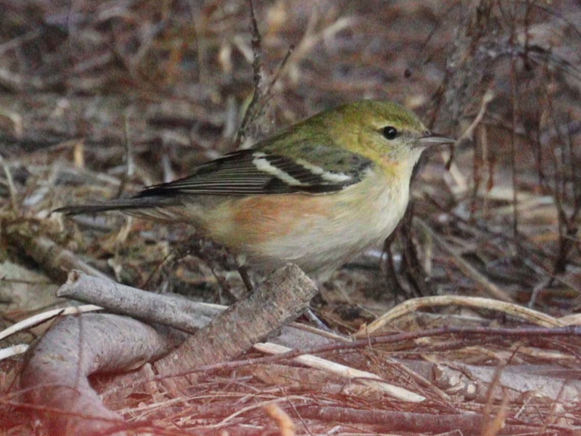 Bay-breasted Warbler - ML645090539