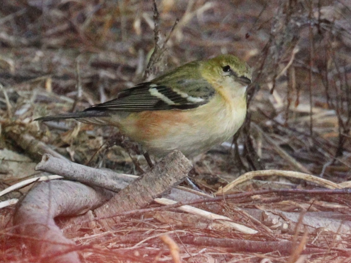 Bay-breasted Warbler - ML645090540