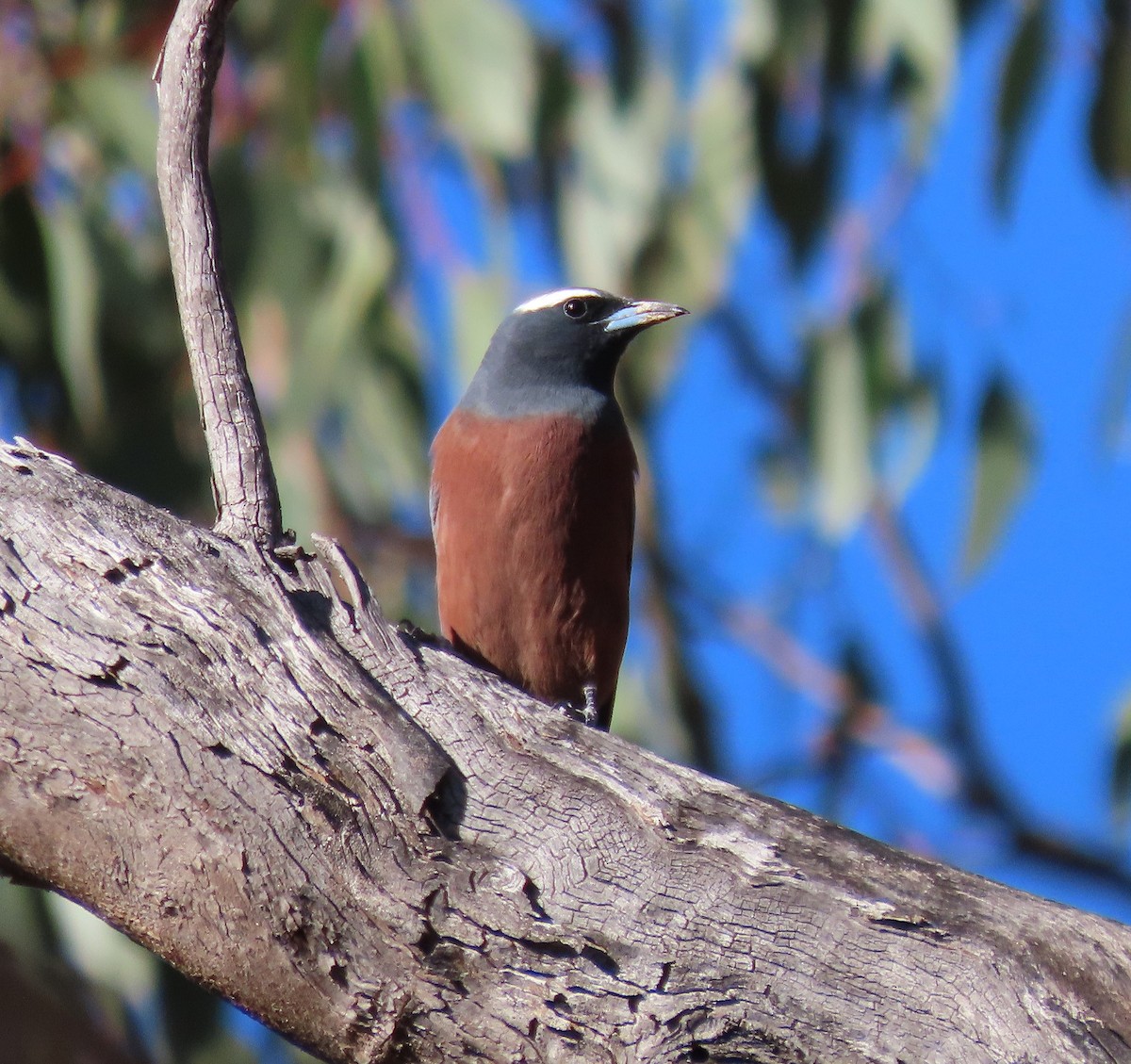 lasolet bělobrvý - ML645090561