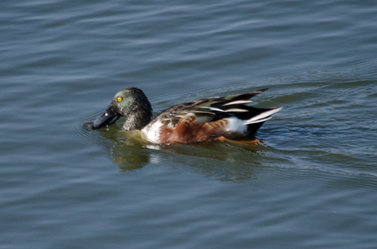 Mestolone - ML645090569