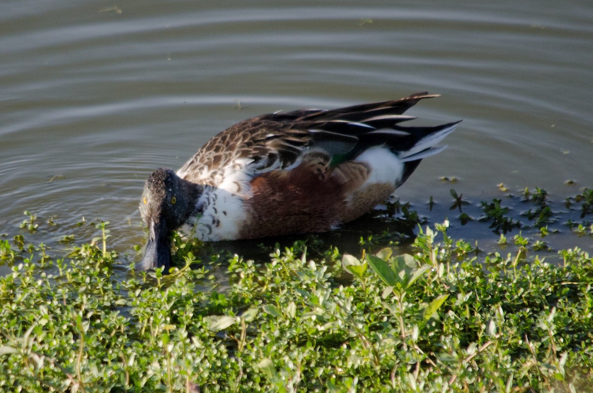 Mestolone - ML645090570