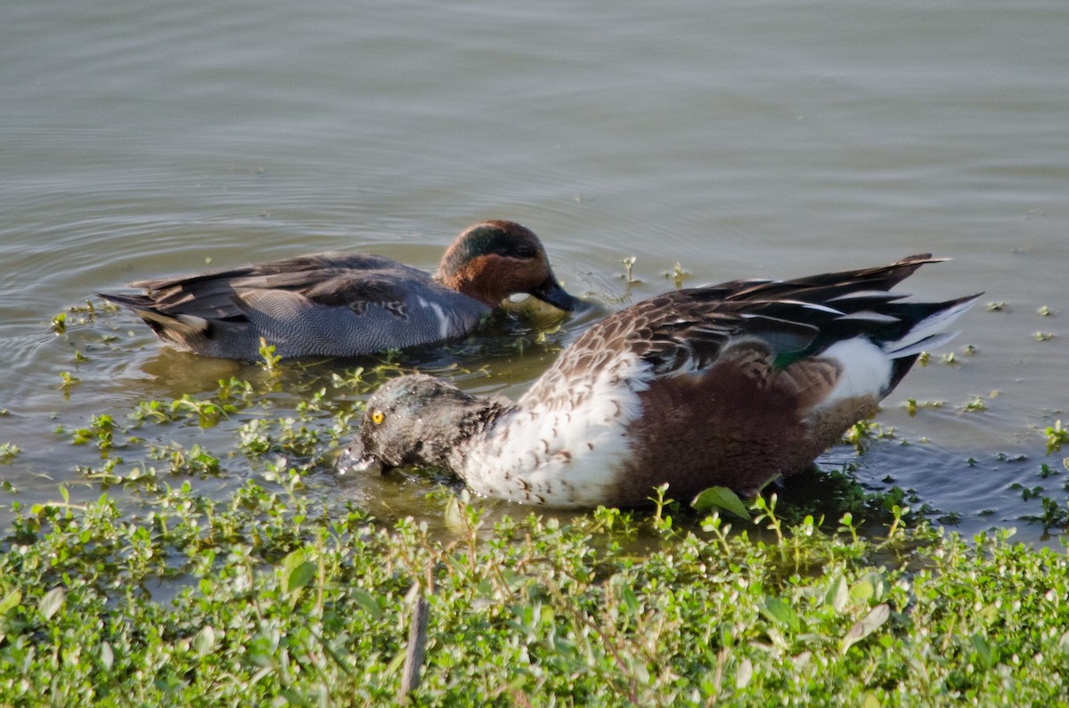 Mestolone - ML645090571