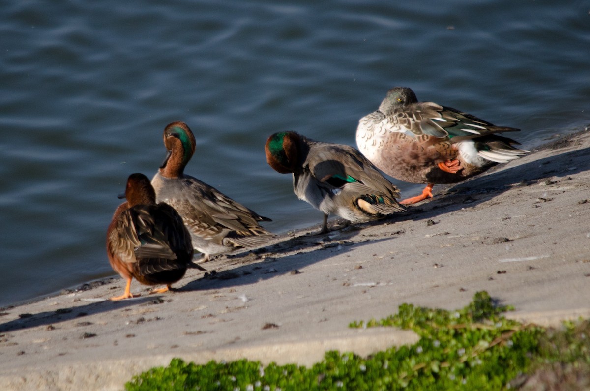 Mestolone - ML645090572