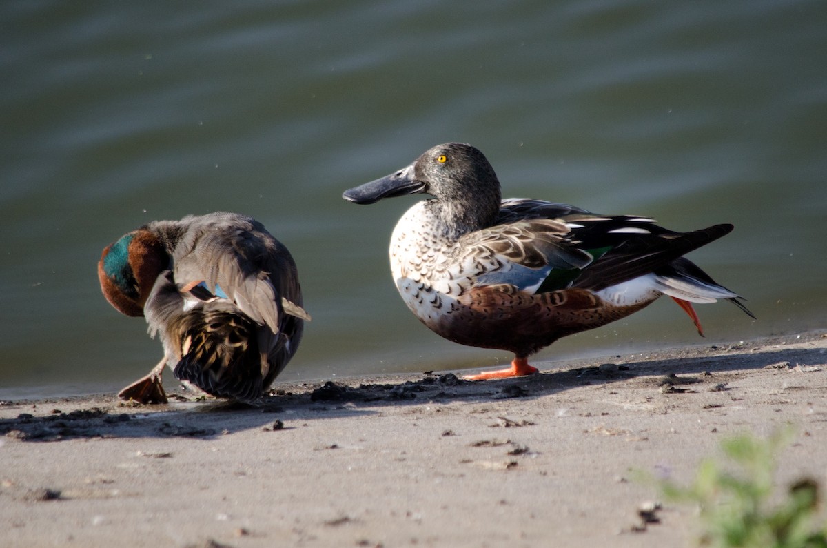 Mestolone - ML645090573