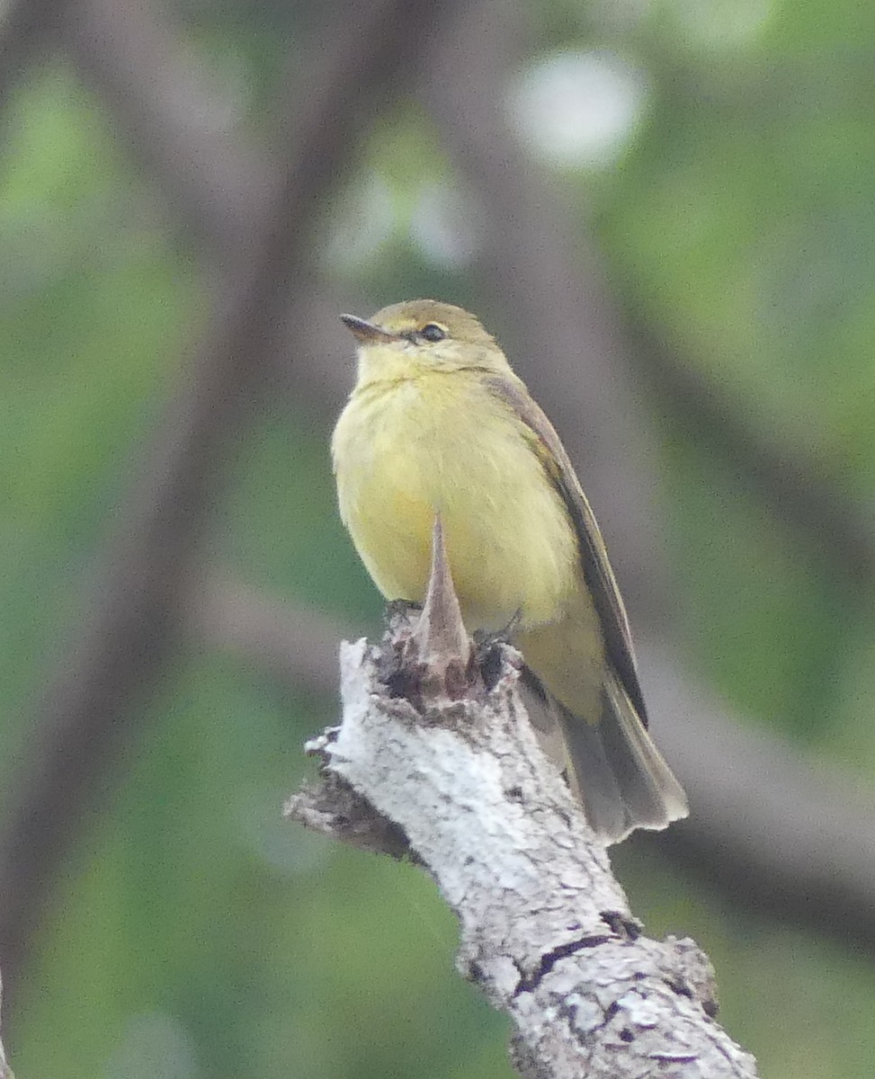 Lemon-bellied Flyrobin - ML645090589