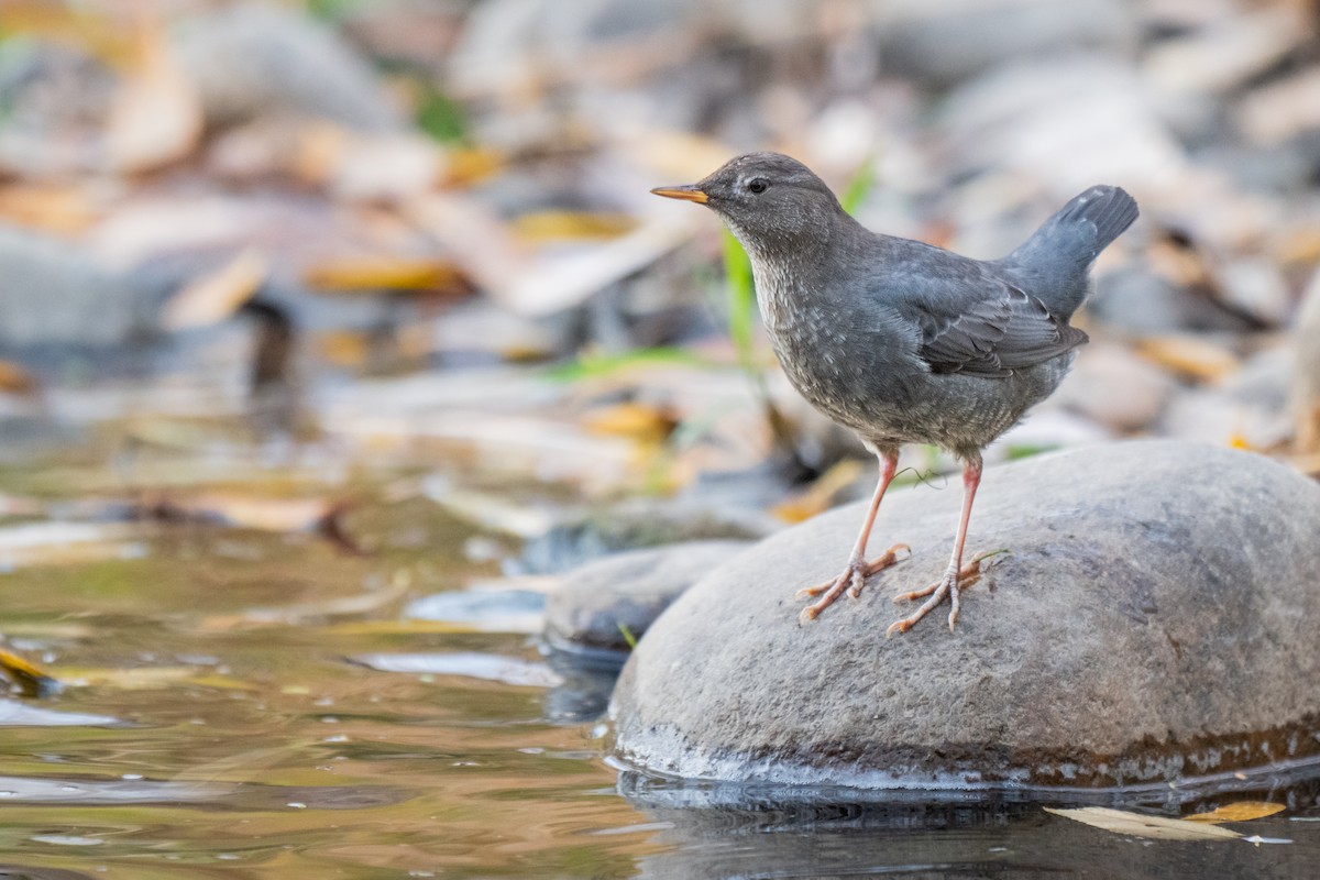 American Dipper - ML645090595