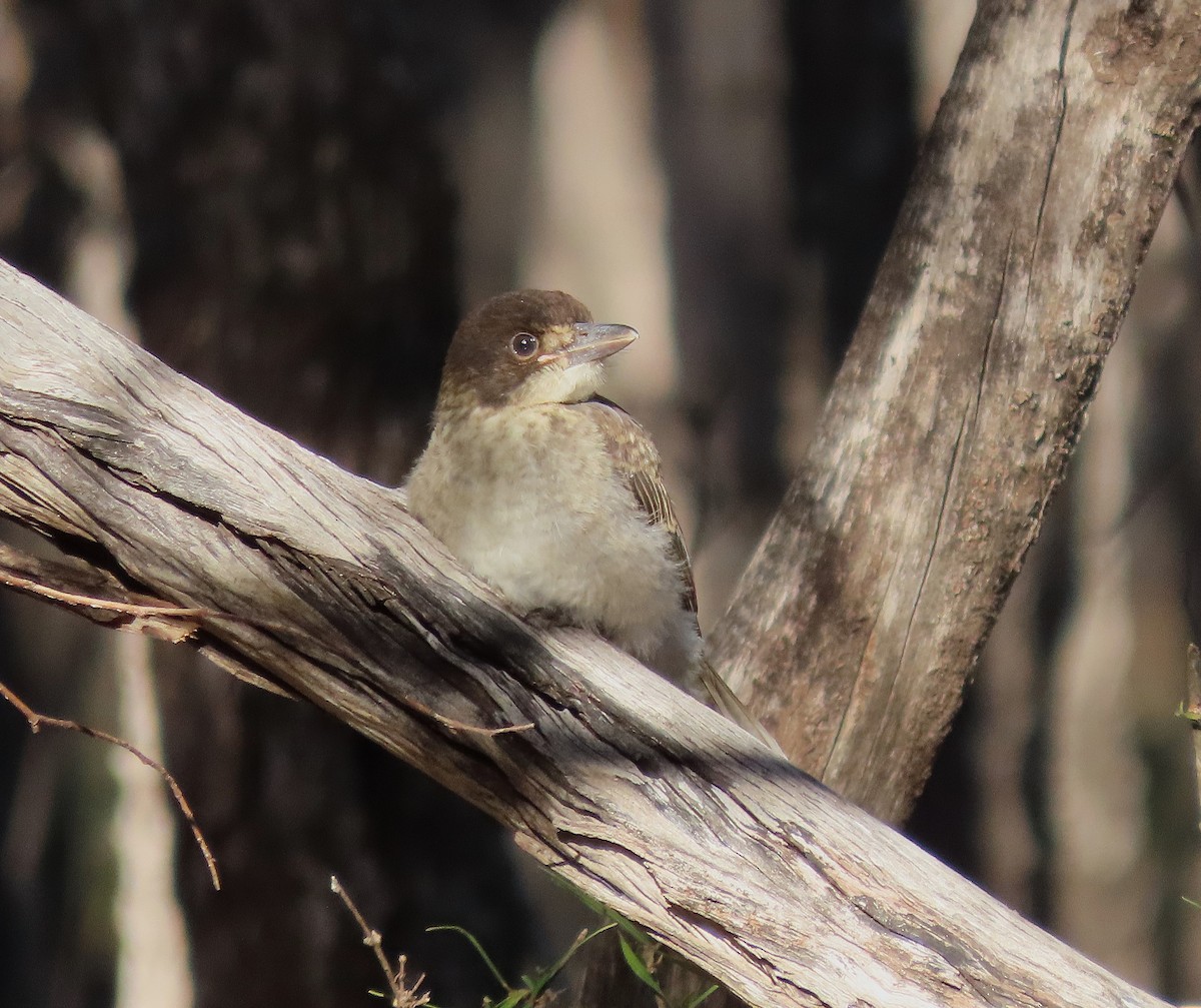 flétňák šedohřbetý - ML645090597