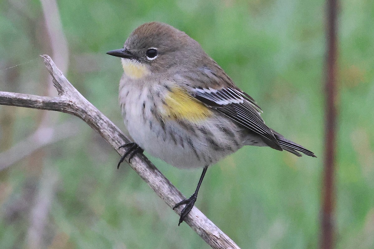 Yellow-rumped Warbler - ML645090598