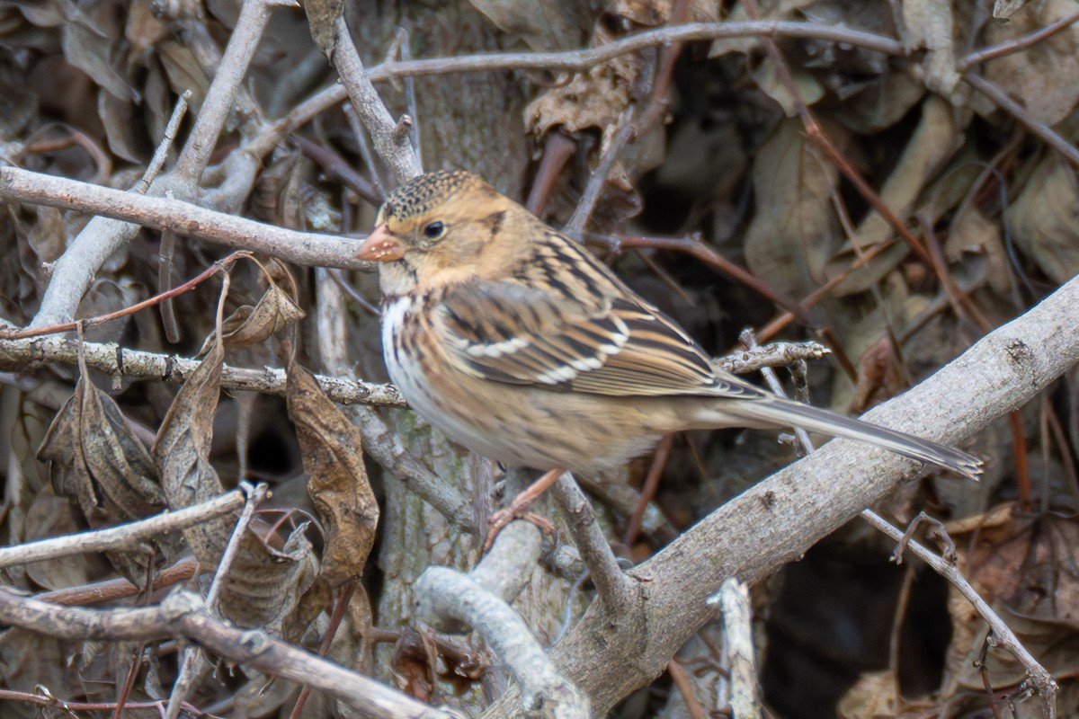 Harris's Sparrow - ML645090600