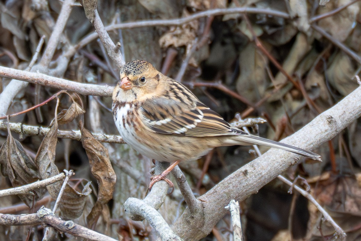 Harris's Sparrow - ML645090601