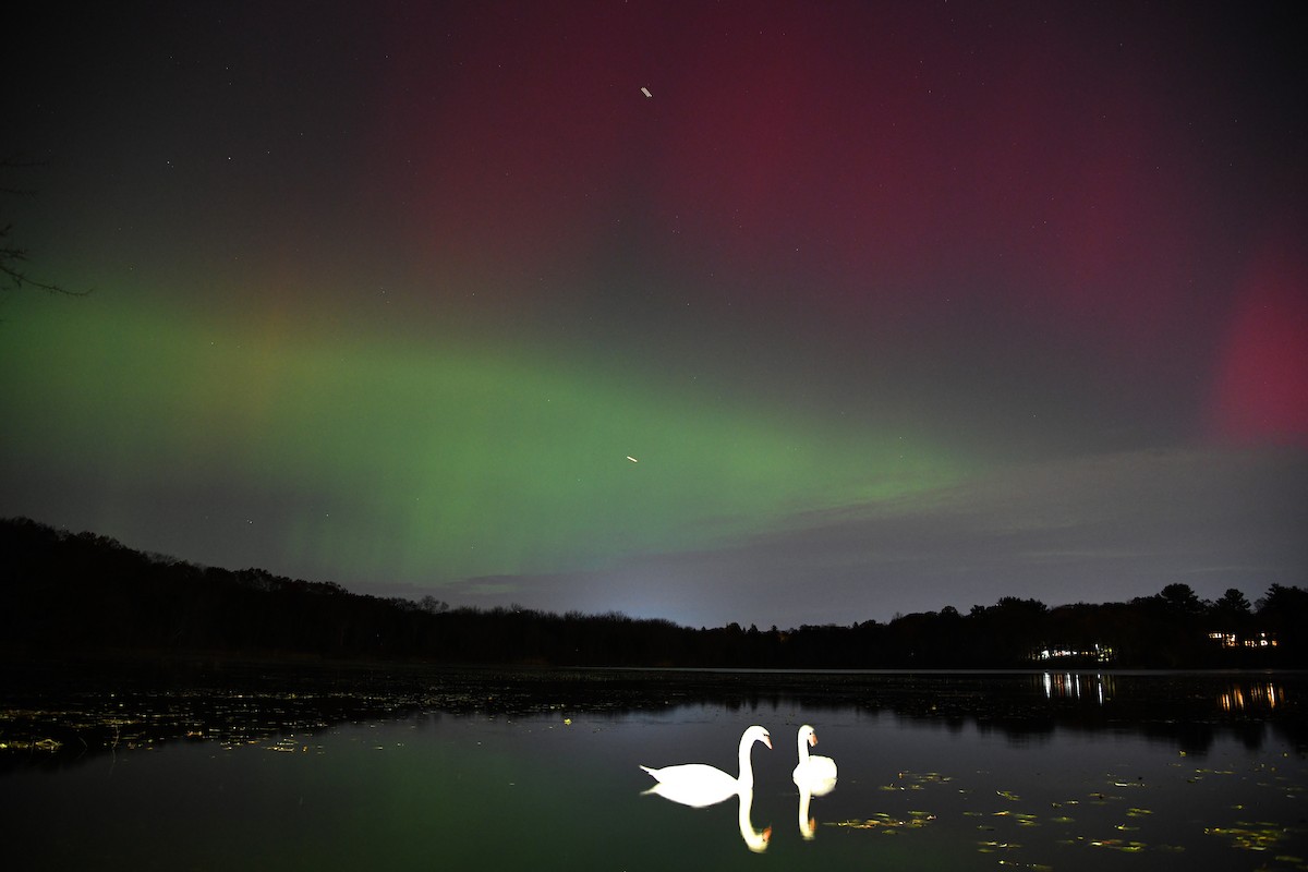 Mute Swan - ML645090611