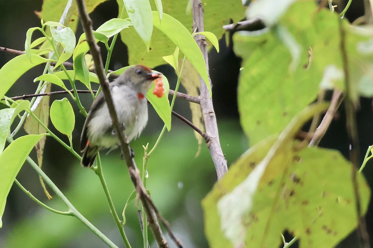 Red-capped Flowerpecker - ML645090612
