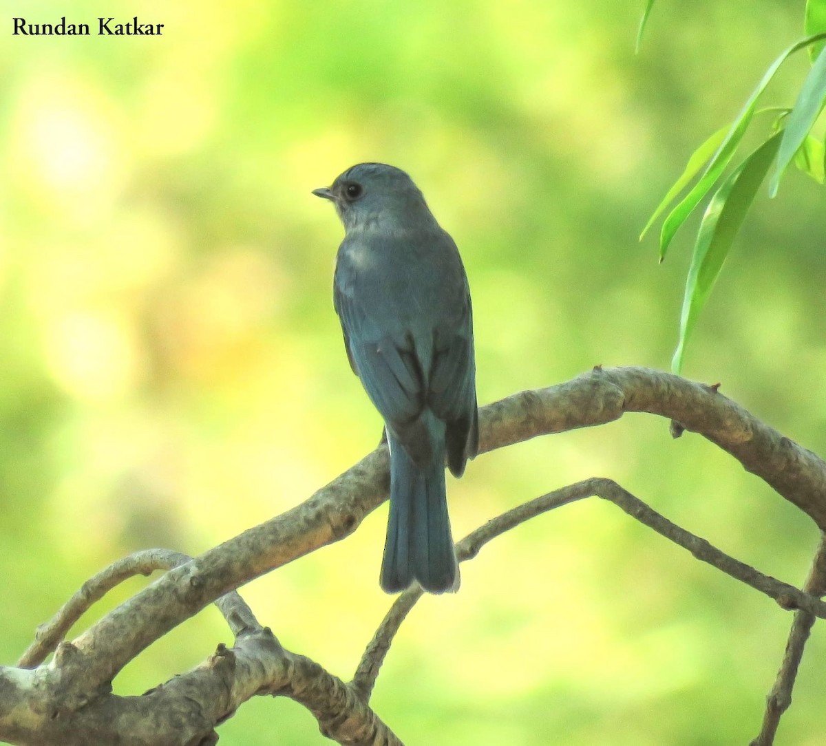 Verditer Flycatcher - ML645090613
