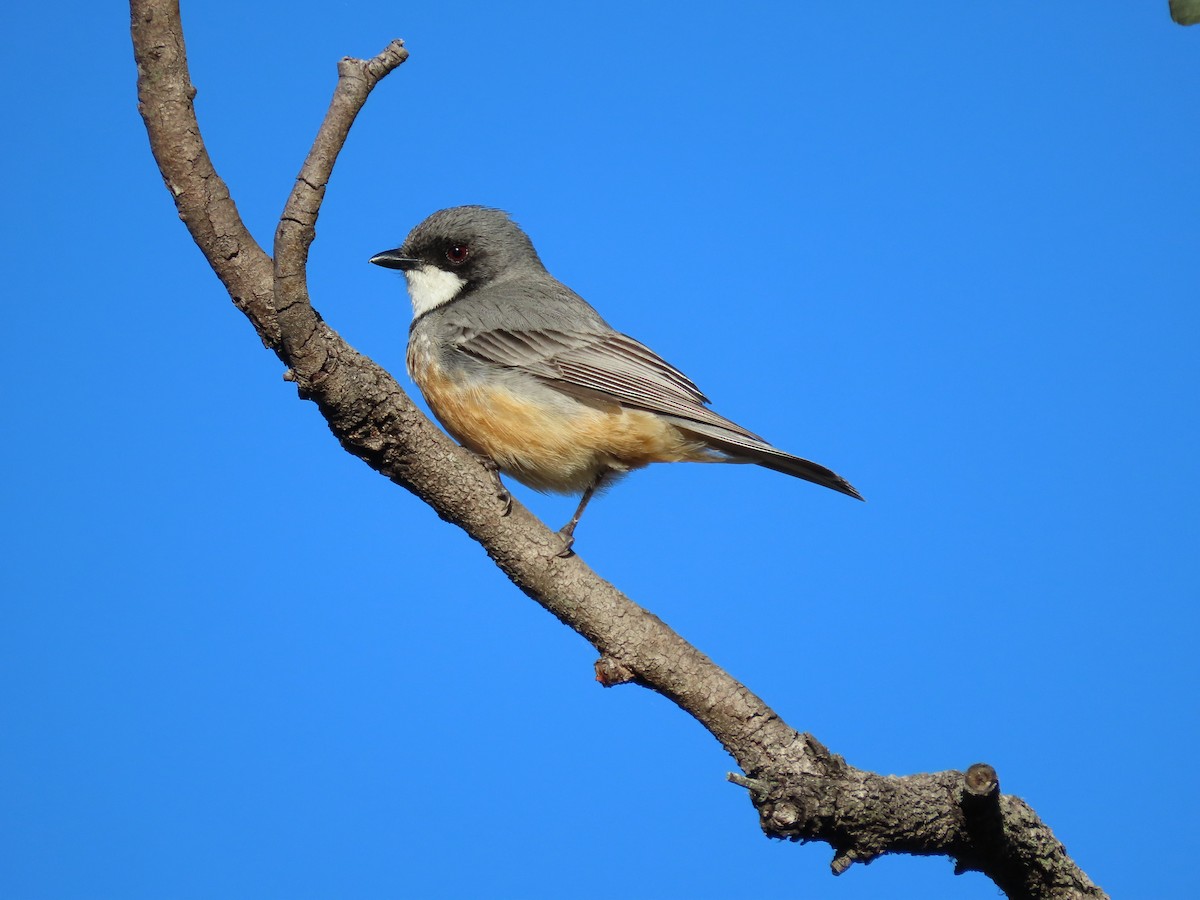 Rufous Whistler - ML645090616