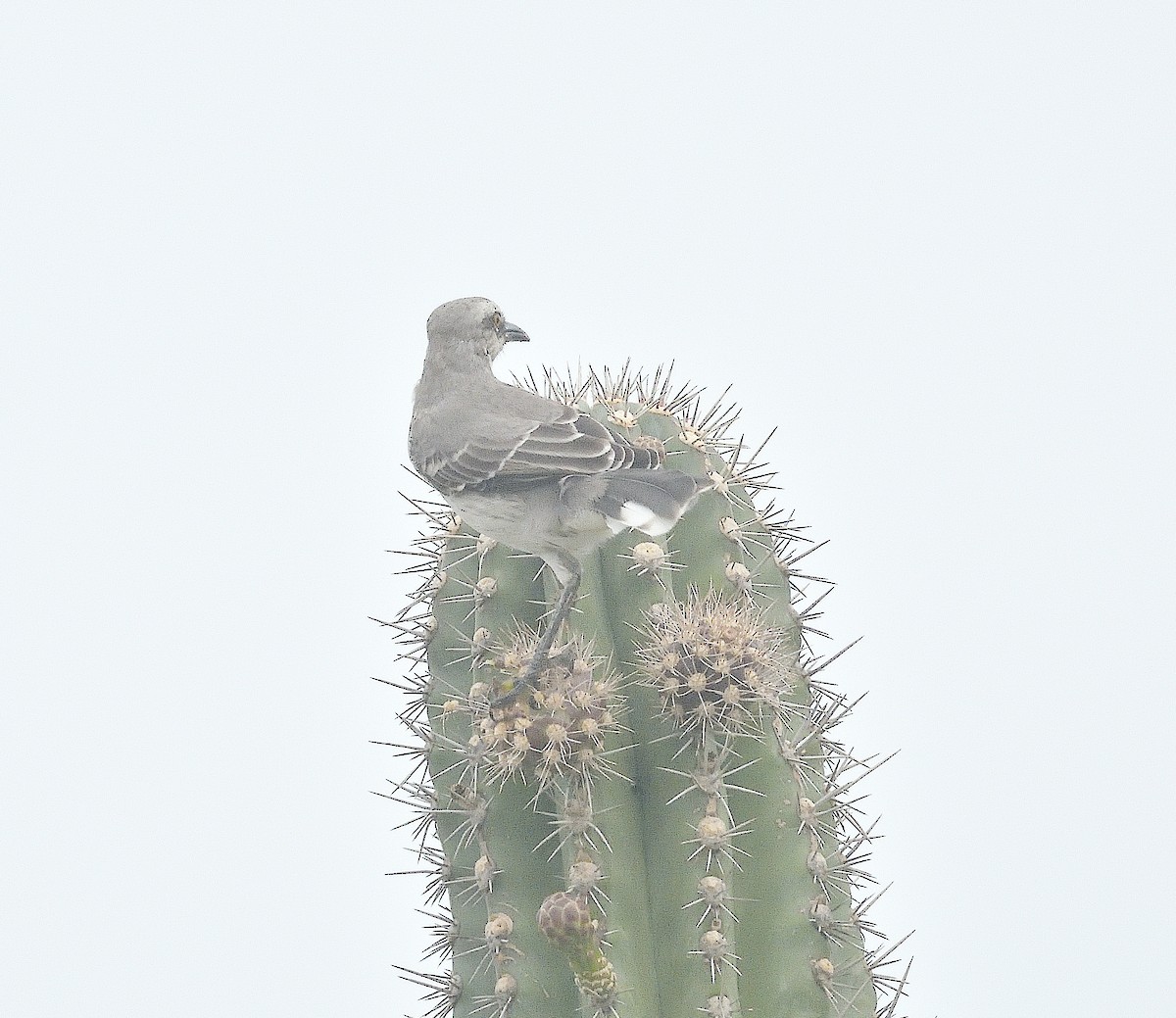 Tropikal Taklitçi - ML645090620