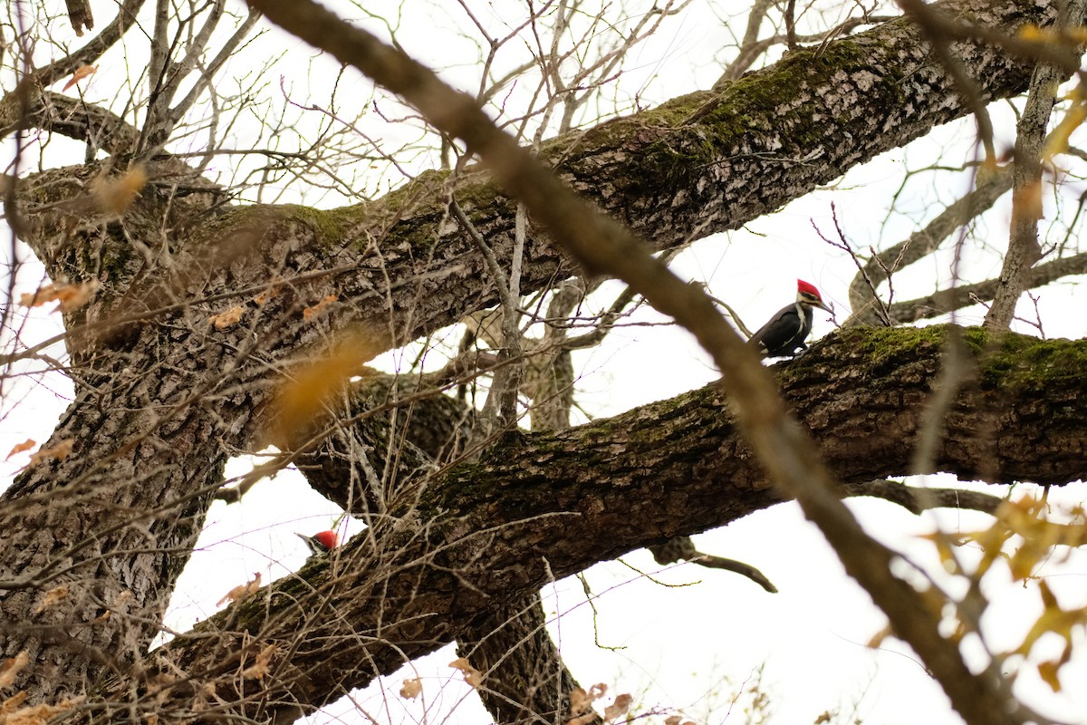 datel chocholatý - ML645090633