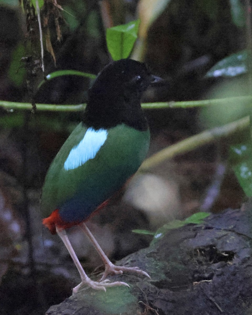 blåflankepitta - ML645090637