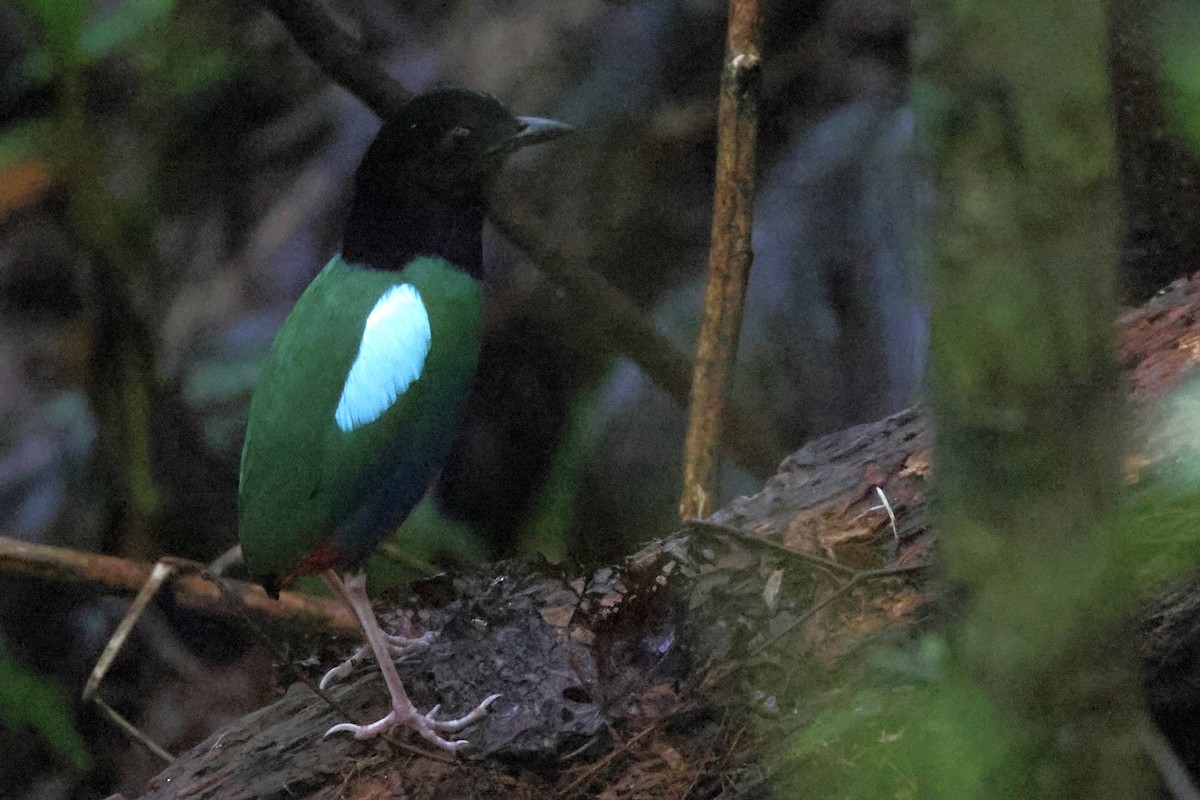 blåflankepitta - ML645090638