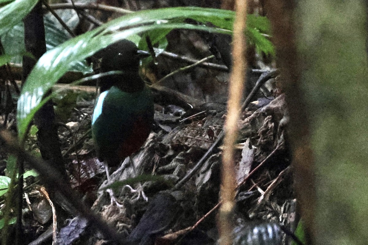 blåflankepitta - ML645090640