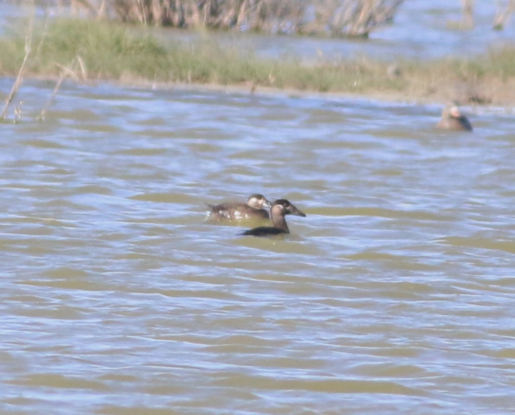 Surf Scoter - ML645090663