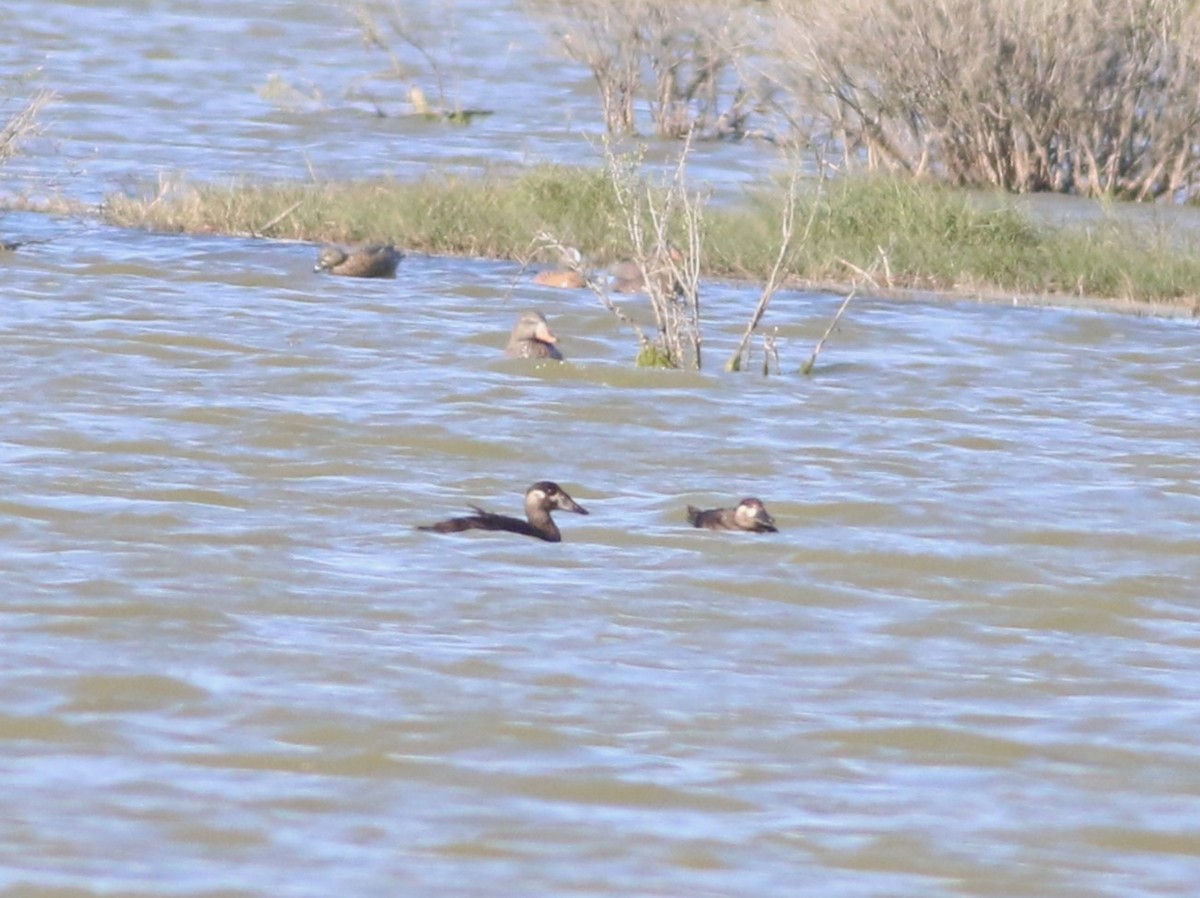 Surf Scoter - ML645090664