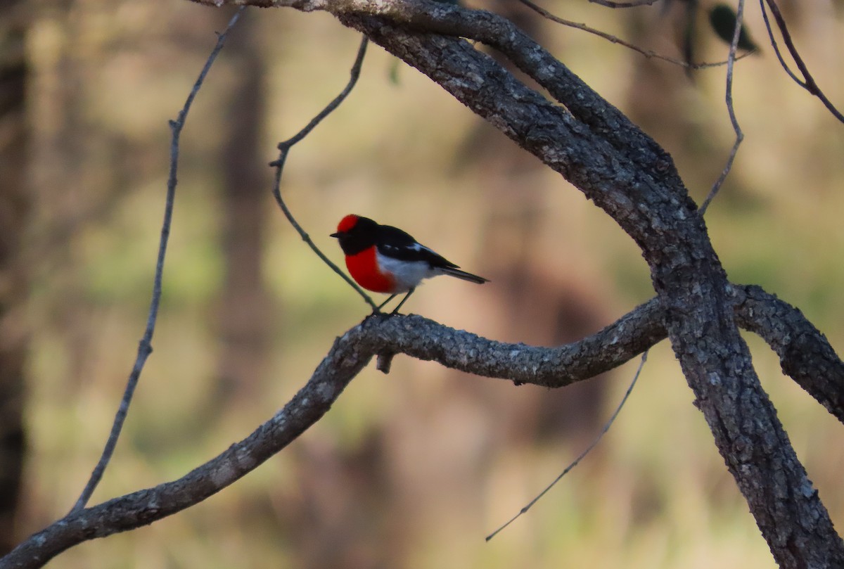 lejsčík rudočelý - ML645090666