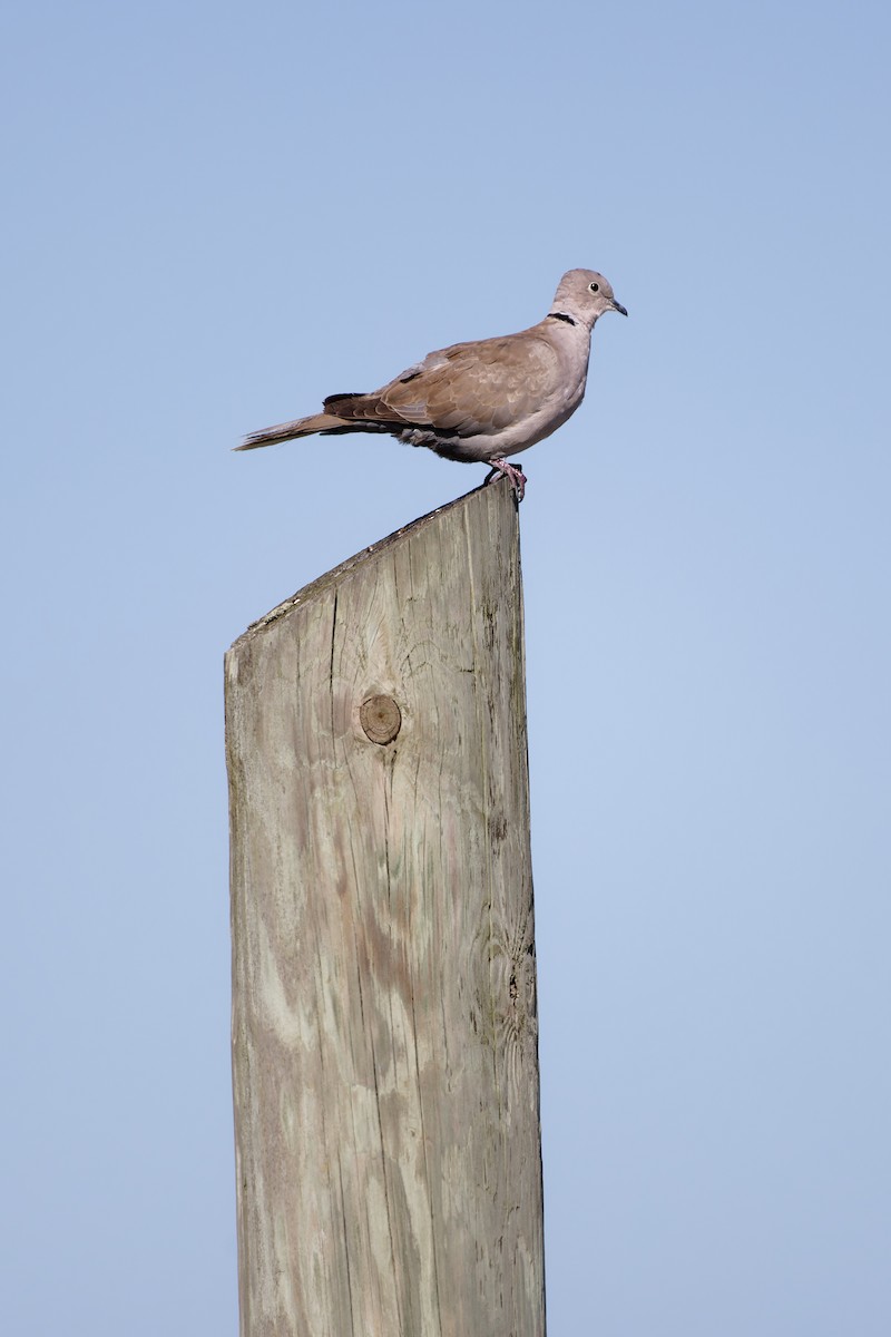 Eurasian Collared-Dove - ML645090669