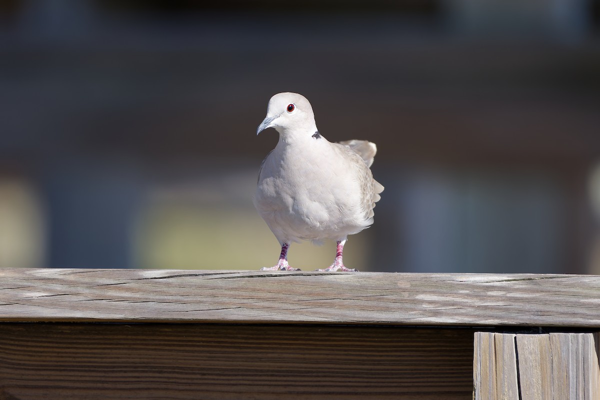 Eurasian Collared-Dove - ML645090670