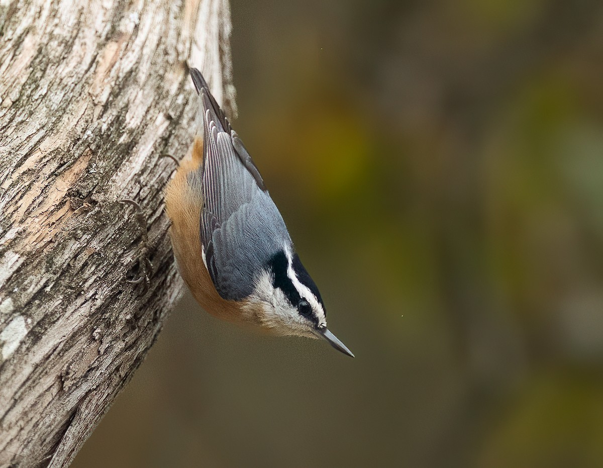 Red-breasted Nuthatch - ML645090672
