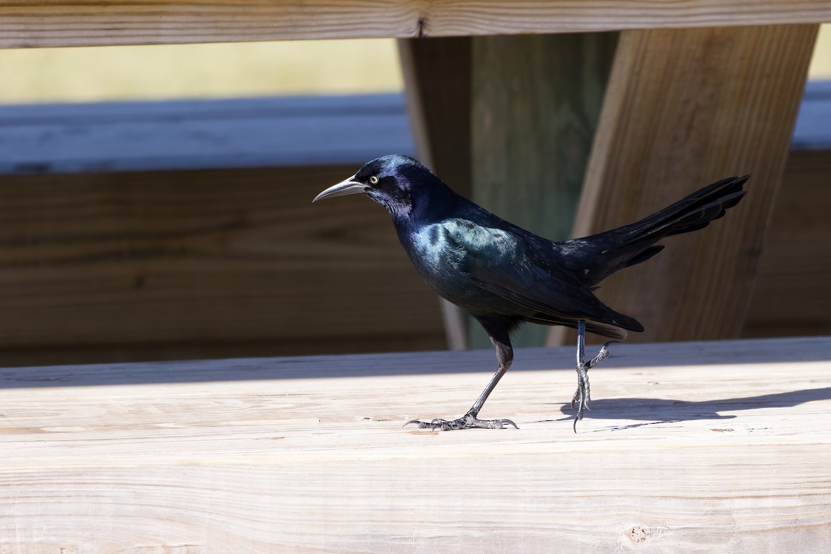 Boat-tailed Grackle - ML645090679