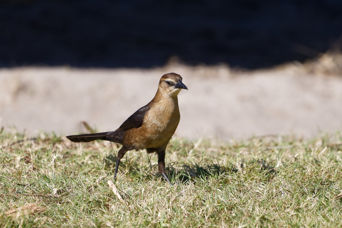 Boat-tailed Grackle - ML645090680
