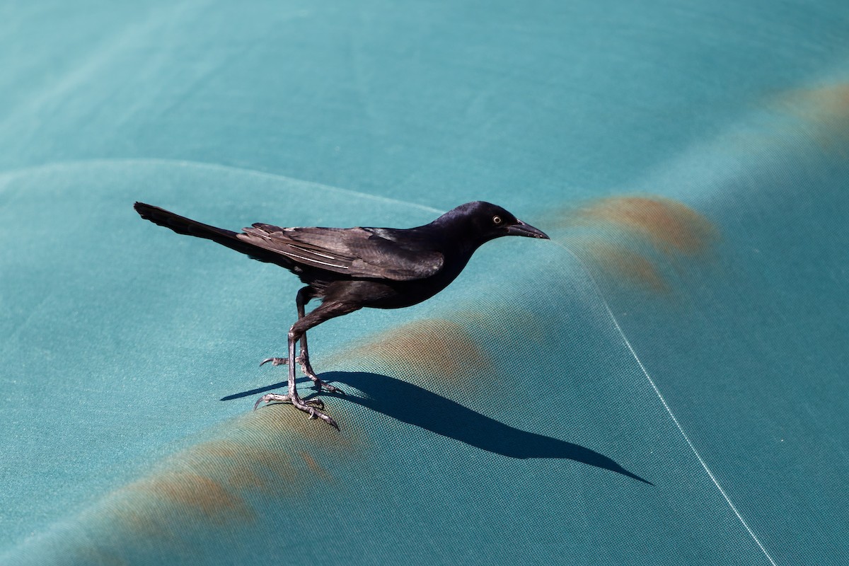 Boat-tailed Grackle - ML645090681