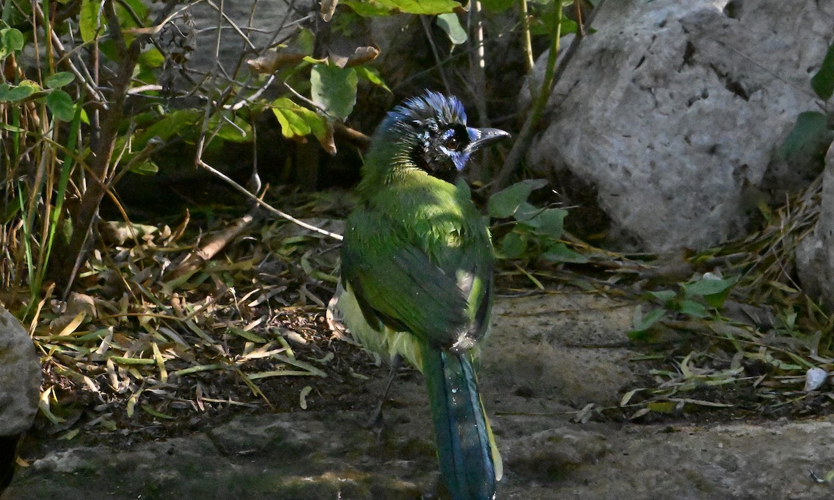 Green Jay - ML645090686