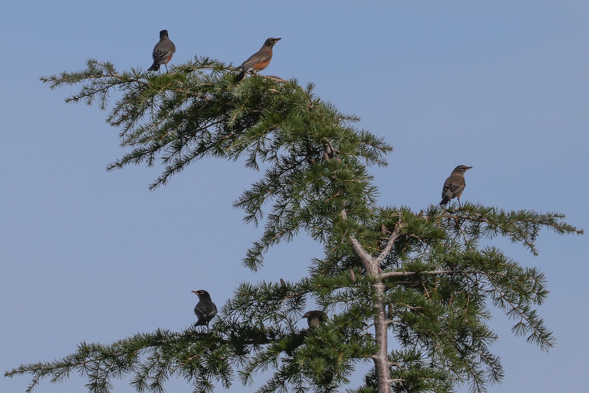 vandretrost - ML645090696