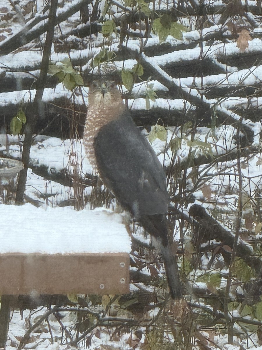 Cooper's Hawk - ML645090697