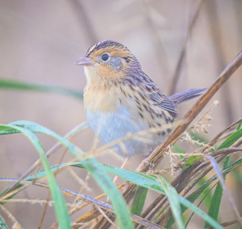 LeConte's Sparrow - ML645090701