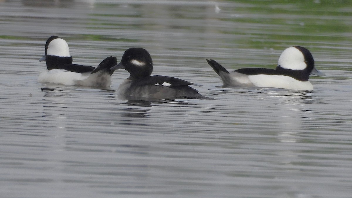 Гоголь-головастик - ML645090702