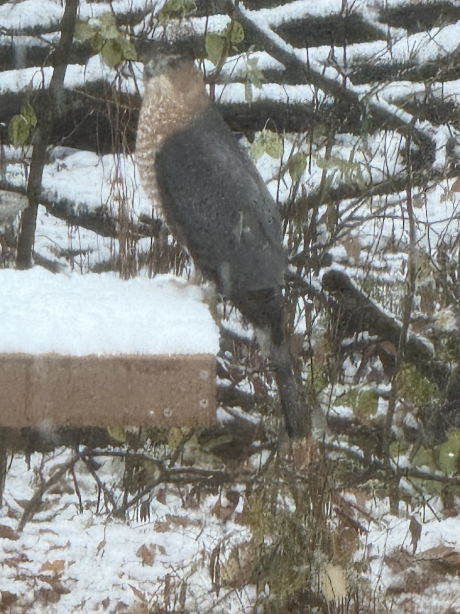 Cooper's Hawk - ML645090708