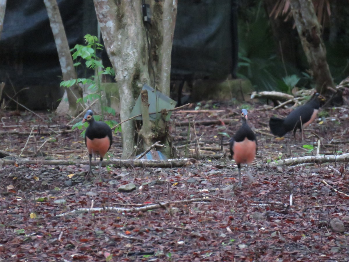 Малео - ML645090711