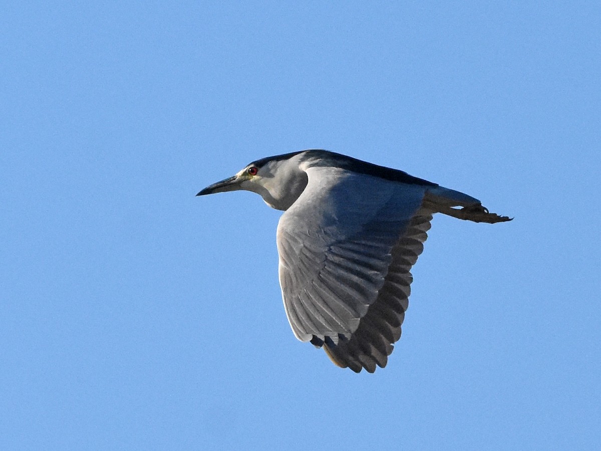 Black-crowned Night Heron - ML645090715