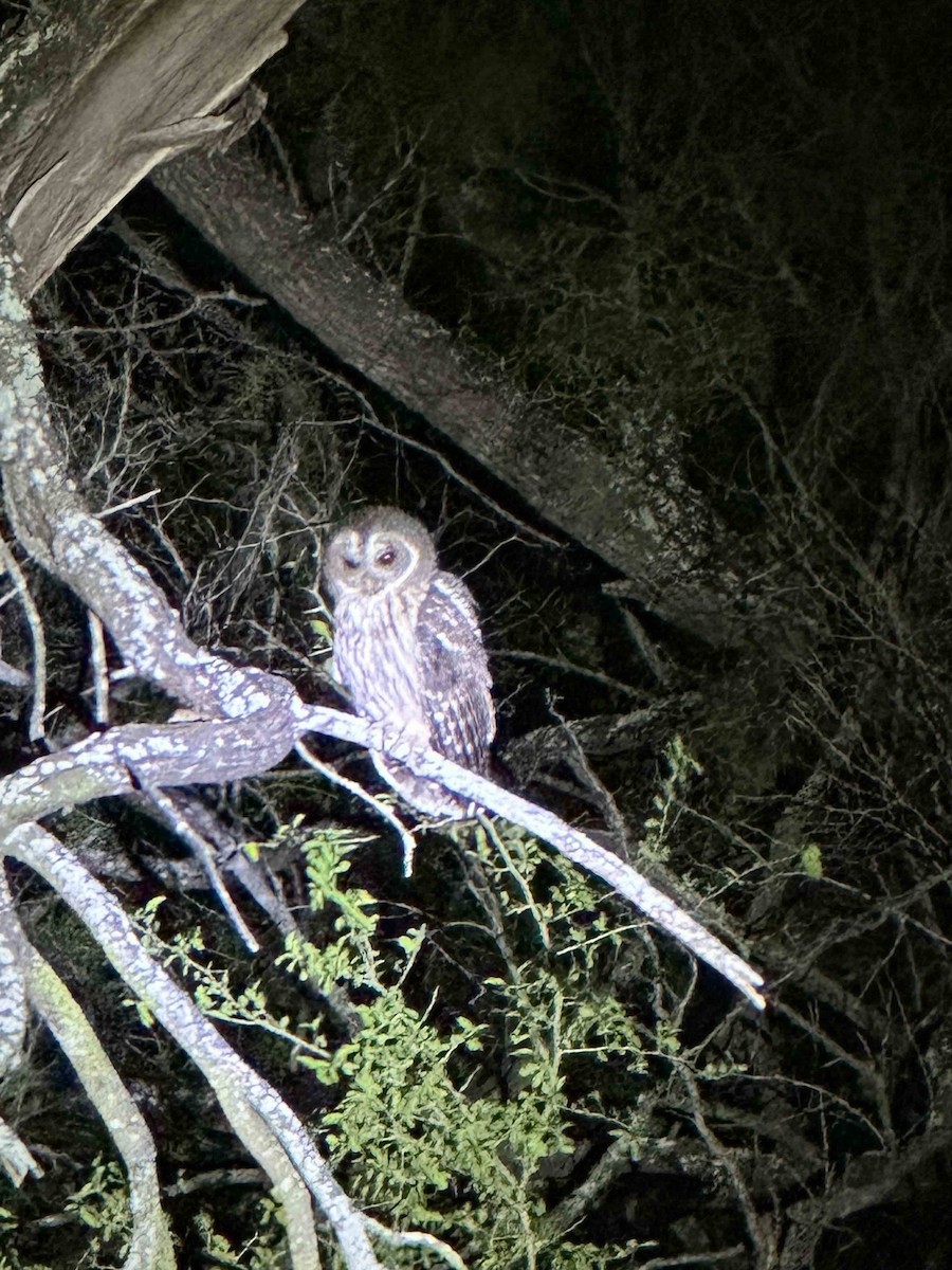 Mottled Owl - ML645090718