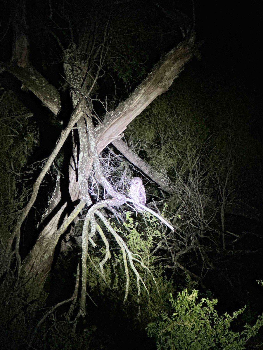 Mottled Owl - ML645090719