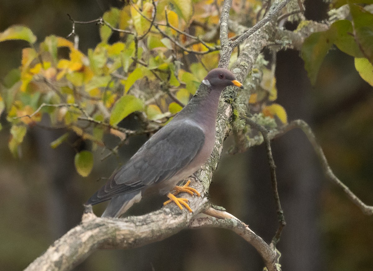 Band-tailed Pigeon - ML645090720