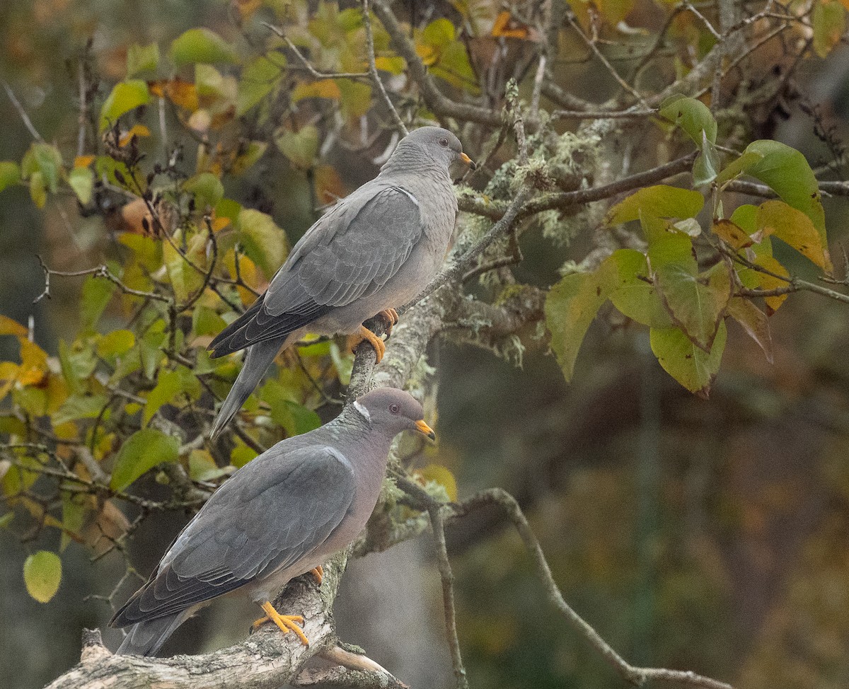 Band-tailed Pigeon - ML645090721