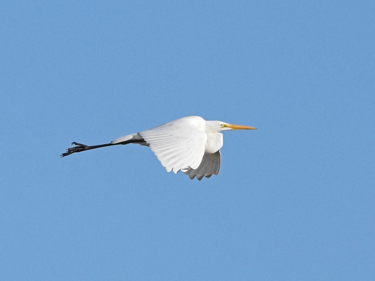 Great Egret - ML645090731