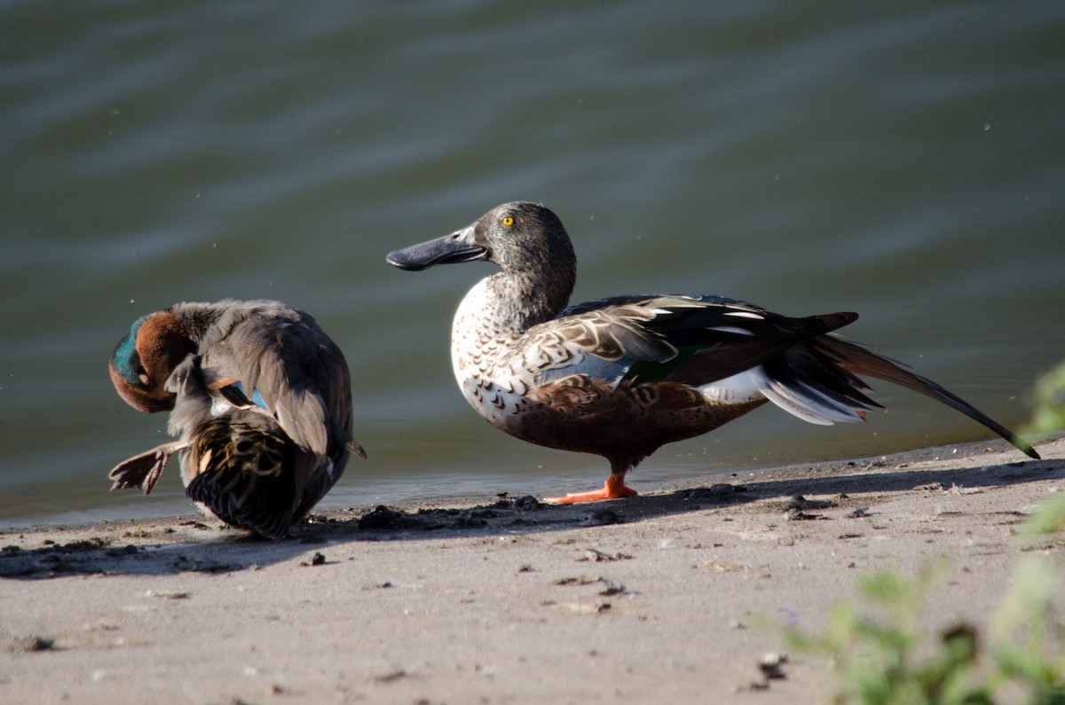 Mestolone - ML645090732