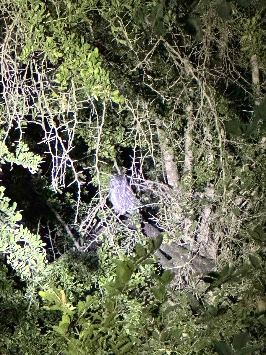 Eastern Screech-Owl - ML645090736