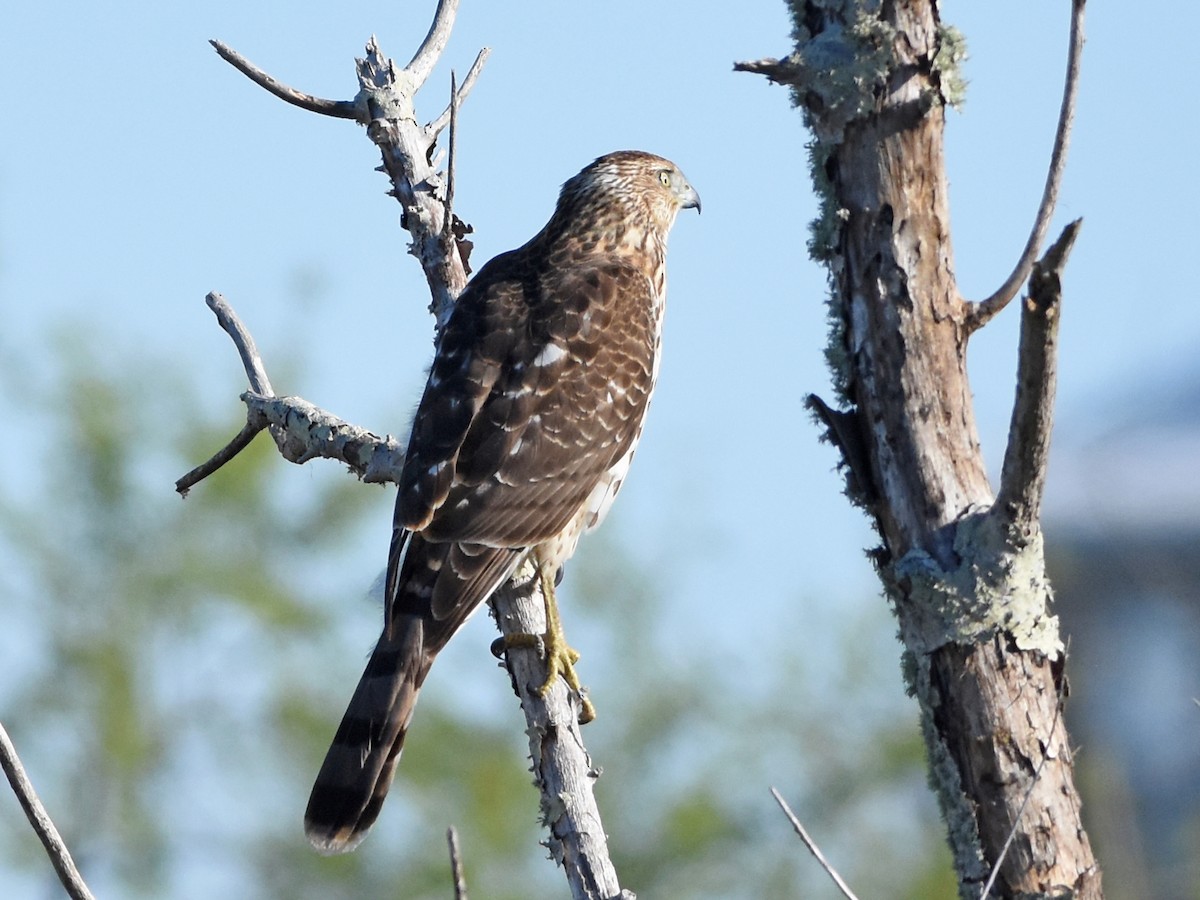 Cooper's Hawk - ML645090737