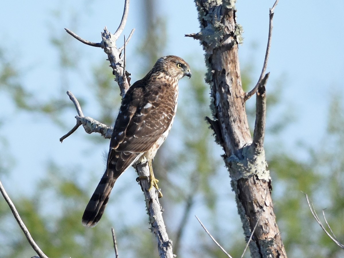 Cooper's Hawk - ML645090740