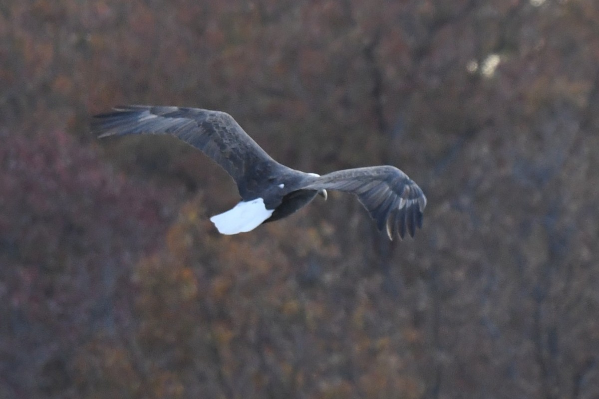 Bald Eagle - ML645090744